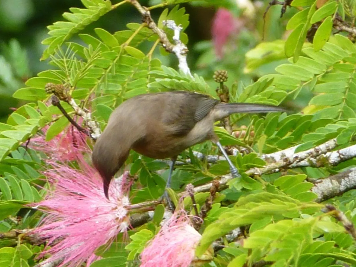 Daintree Holiday Homes - The Folly Diwan أستراليا