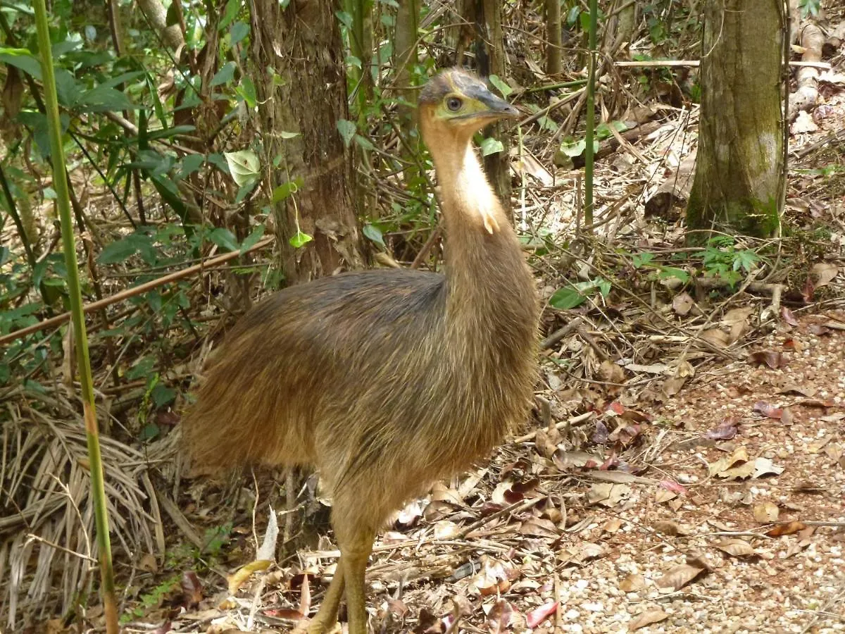 Daintree Holiday Homes - The Folly Diwan