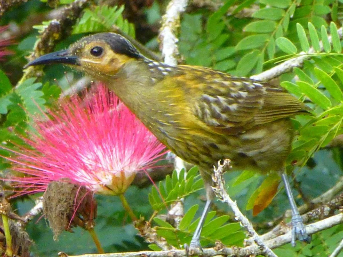 Daintree Holiday Homes - The Folly Diwan 0*,