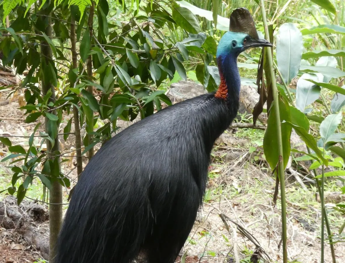 Daintree Holiday Homes - The Folly Diwan